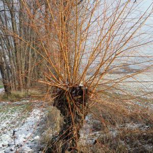 Photographie n°723244 du taxon Salix alba var. vitellina (L.) Stokes [1812]