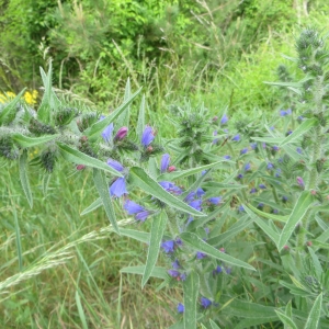 Photographie n°723414 du taxon Echium vulgare L. [1753]