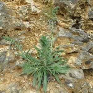 Photographie n°723416 du taxon Echium vulgare L. [1753]