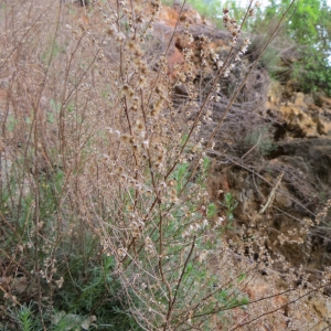 Photographie n°723434 du taxon Artemisia campestris L. [1753]
