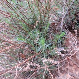 Photographie n°723435 du taxon Artemisia campestris L. [1753]