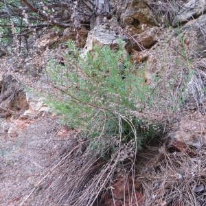 Photographie n°723436 du taxon Artemisia campestris L. [1753]