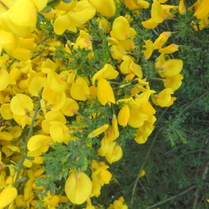 Photographie n°723571 du taxon Cytisus scoparius (L.) Link [1822]