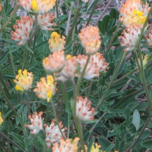 Photographie n°723576 du taxon Anthyllis vulneraria L. [1753]