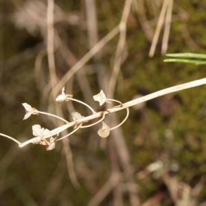 Photographie n°723610 du taxon Prospero autumnale (L.) Speta