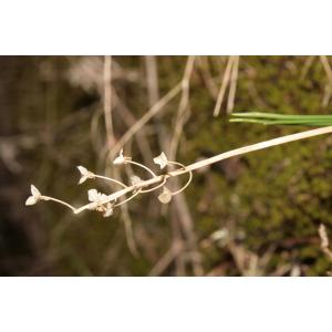 Scilla autumnalis subsp. autumnalis L. 