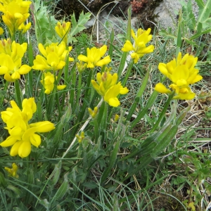 Photographie n°723657 du taxon Genista sagittalis L. [1753]