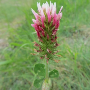 Photographie n°723694 du taxon Trifolium incarnatum L. [1753]