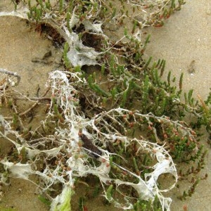 Photographie n°723732 du taxon Salicornia ramosissima J.Woods [1851]