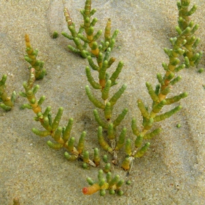 Photographie n°723733 du taxon Salicornia ramosissima J.Woods [1851]