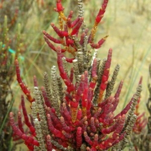  - Salicornia ramosissima J.Woods [1851]