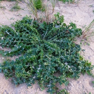 Photographie n°723742 du taxon Scolymus hispanicus L. [1753]