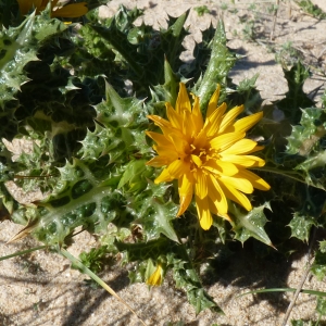 Photographie n°723743 du taxon Scolymus hispanicus L. [1753]