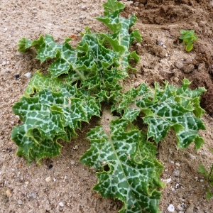 Photographie n°723750 du taxon Silybum marianum (L.) Gaertn. [1791]