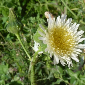 Photographie n°723753 du taxon Sonchus oleraceus L. [1753]