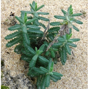 Teucrium sp.