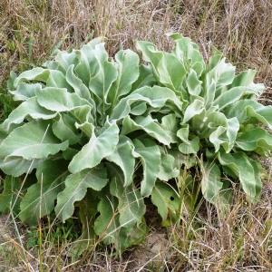 Photographie n°723760 du taxon Verbascum giganteum Willk. [1852]