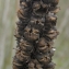  Ans Gorter - Verbascum giganteum Willk. [1852]