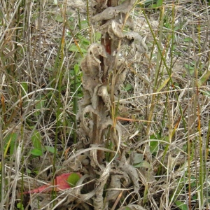  - Verbascum giganteum Willk. [1852]