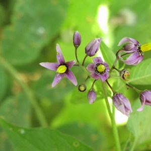 Photographie n°723806 du taxon Solanum dulcamara L. [1753]