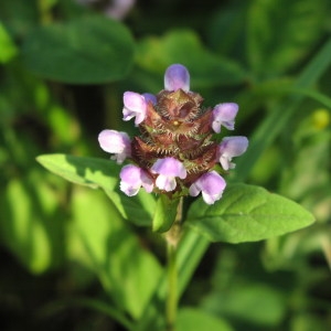 Photographie n°723815 du taxon Prunella vulgaris L. [1753]