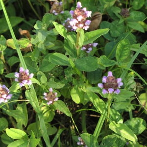 Photographie n°723816 du taxon Prunella vulgaris L. [1753]