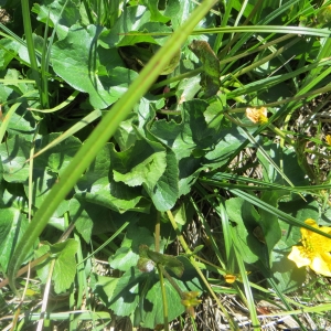 Photographie n°723862 du taxon Caltha palustris L. [1753]