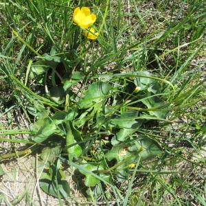 Photographie n°723863 du taxon Caltha palustris L. [1753]