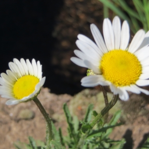 Photographie n°723874 du taxon Leucanthemum vulgare Lam. [1779]