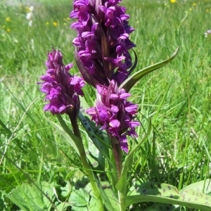 Photographie n°723878 du taxon Dactylorhiza majalis (Rchb.) P.F.Hunt & Summerh. [1965]