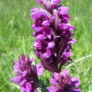 Photographie n°723879 du taxon Dactylorhiza majalis (Rchb.) P.F.Hunt & Summerh. [1965]