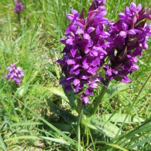 Photographie n°723880 du taxon Dactylorhiza majalis (Rchb.) P.F.Hunt & Summerh. [1965]