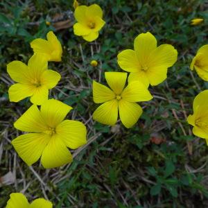 Photographie n°723895 du taxon Linum campanulatum L.