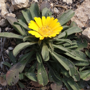 Photographie n°723919 du taxon Pallenis maritima (L.) Greuter [1997]