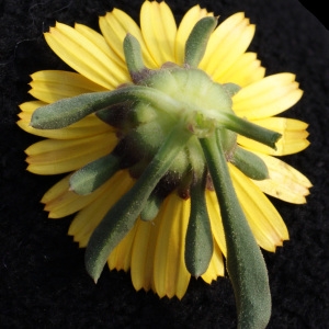 Photographie n°723922 du taxon Pallenis maritima (L.) Greuter [1997]