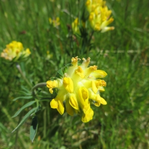 Photographie n°723926 du taxon Anthyllis vulneraria L. [1753]