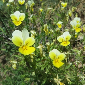 Photographie n°723931 du taxon Viola arvensis Murray [1770]