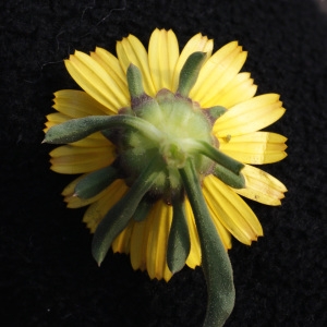 Photographie n°723934 du taxon Pallenis maritima (L.) Greuter [1997]