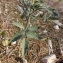  Liliane Roubaudi - Solanum lycopersicum L. [1753]