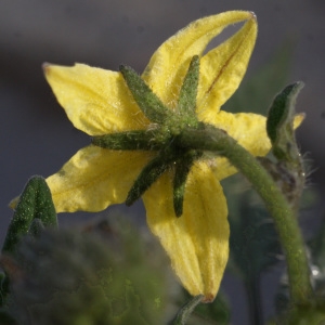 Photographie n°723943 du taxon Solanum lycopersicum L. [1753]