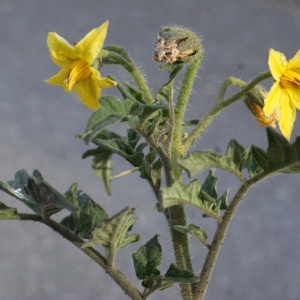 Photographie n°723946 du taxon Solanum lycopersicum L. [1753]