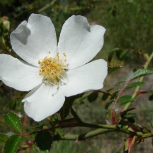 Photographie n°724052 du taxon Rosa agrestis Savi [1798]