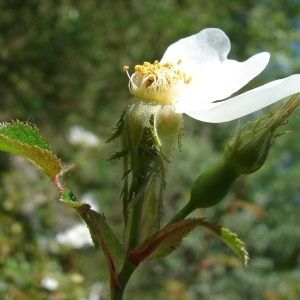 Photographie n°724053 du taxon Rosa agrestis Savi [1798]