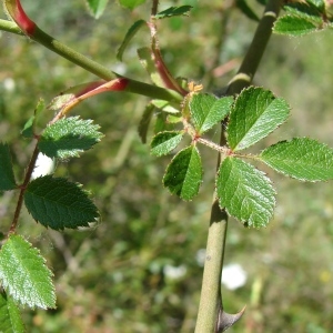 Photographie n°724054 du taxon Rosa agrestis Savi [1798]