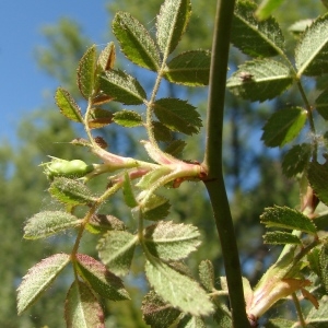 Photographie n°724055 du taxon Rosa agrestis Savi [1798]