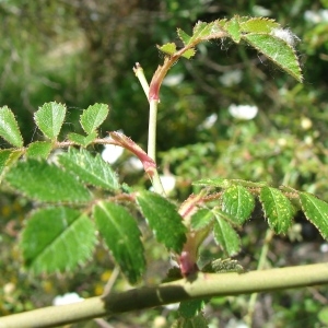 Photographie n°724057 du taxon Rosa agrestis Savi [1798]