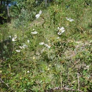 Photographie n°724058 du taxon Rosa agrestis Savi [1798]