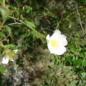 Photographie n°724059 du taxon Rosa agrestis Savi [1798]