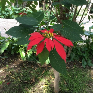 Euphorbia pulcherrima Willd. ex Klotzsch (Poinsettia)