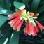  Liliane Roubaudi - Clivia miniata Reg.